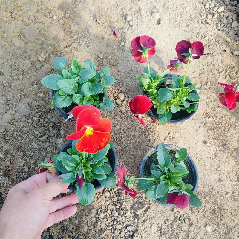 冬季绿化花卉三色堇，角堇盆栽批发
