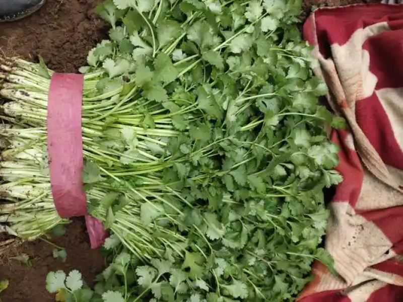河南香菜产地一手货源对接电商市场超市