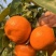 广西武鸣沃柑大量上市，产地直发，代发全国，欢迎合作