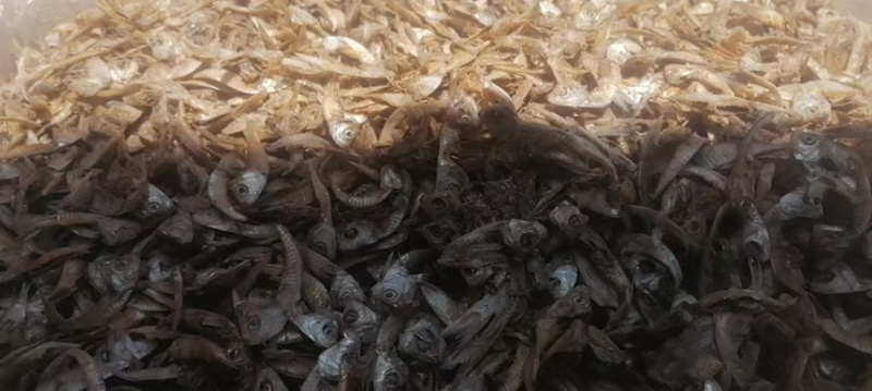 饲料鱼干，鱼干饲料，小杂鱼