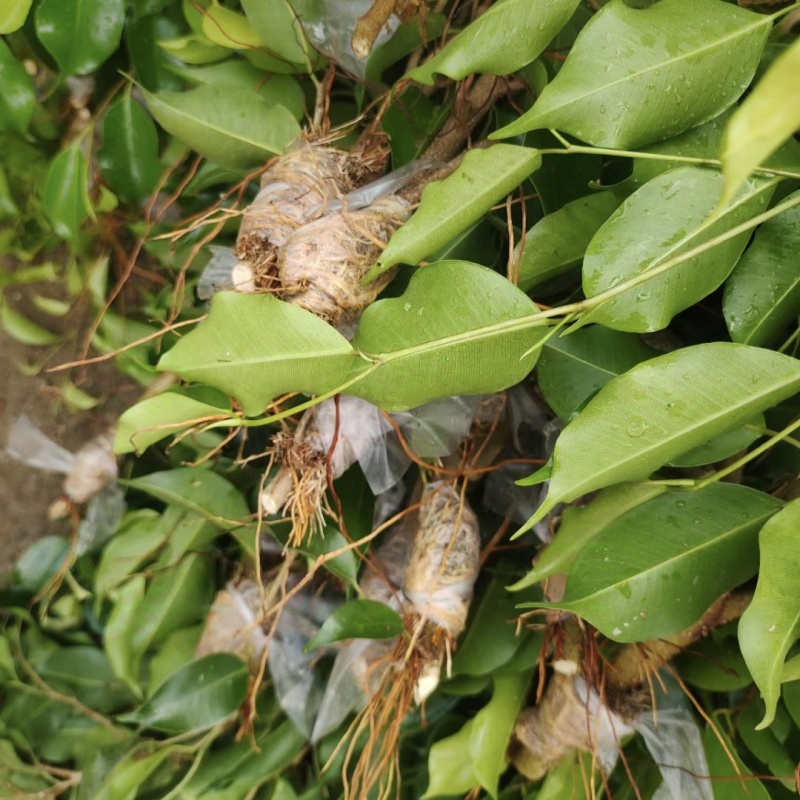 2412苗圃供应垂叶榕小苗20-50cm高苔藓高压苗