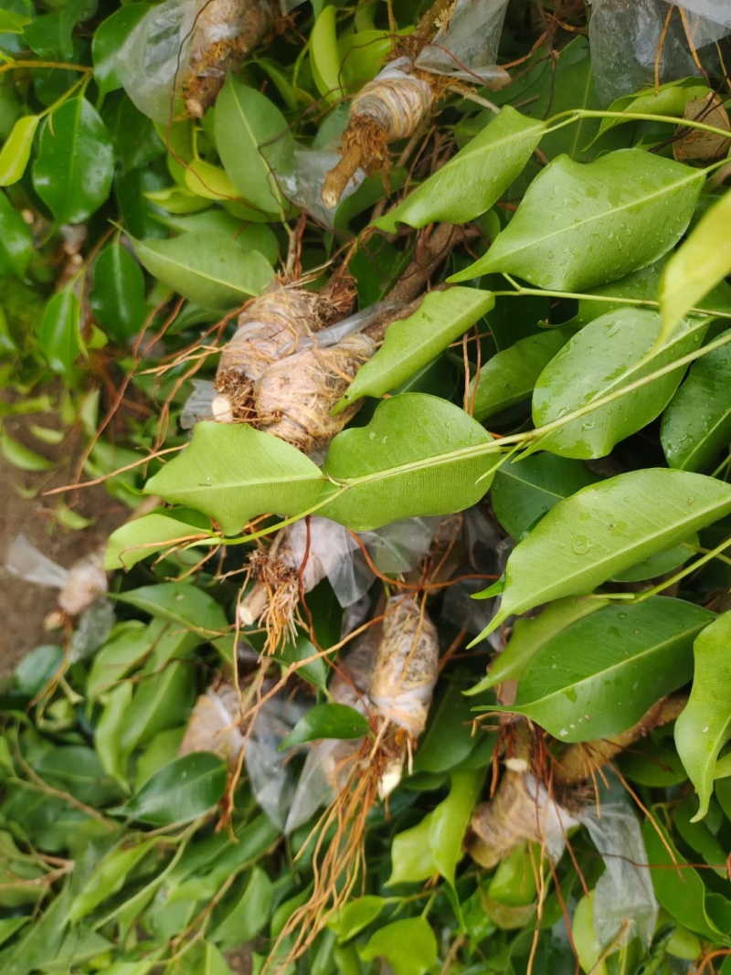 2412苗圃供应垂叶榕小苗20-50cm高苔藓高压苗