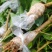 2412苗圃供应垂叶榕小苗20-50cm高苔藓高压苗