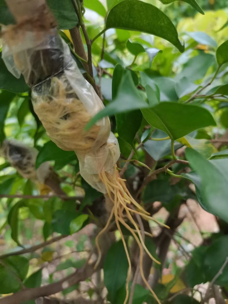 2412苗圃供应垂叶榕小苗20-50cm高苔藓高压苗