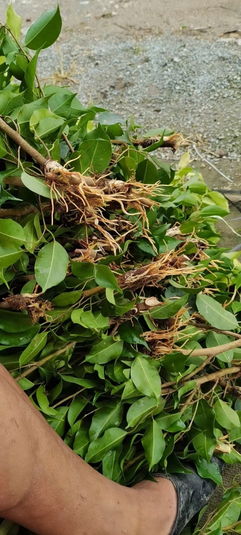 2412苗圃供应垂叶榕小苗20-50cm高苔藓高压苗