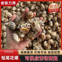 【推荐】巴基斯但冻短尾花螺冷冻新鲜海鲜螺类海螺品质保证