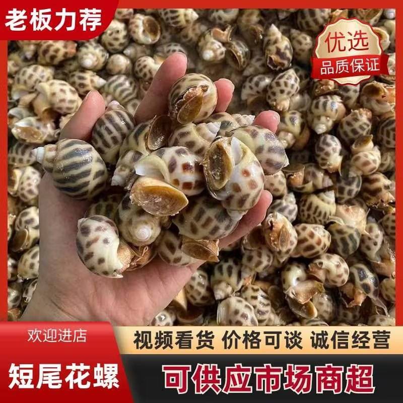 【推荐】巴基斯但冻短尾花螺冷冻新鲜海鲜螺类海螺品质保证