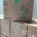 鹿茸菇