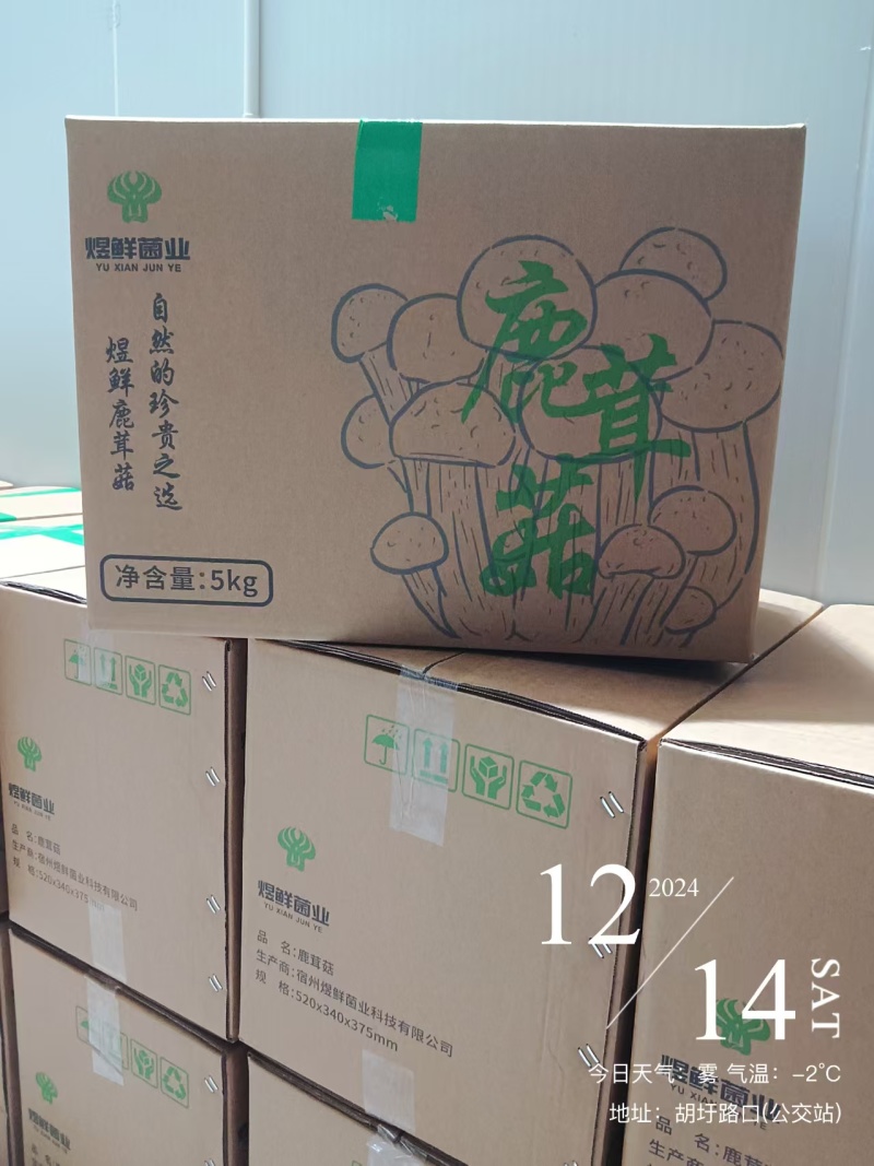 鹿茸菇