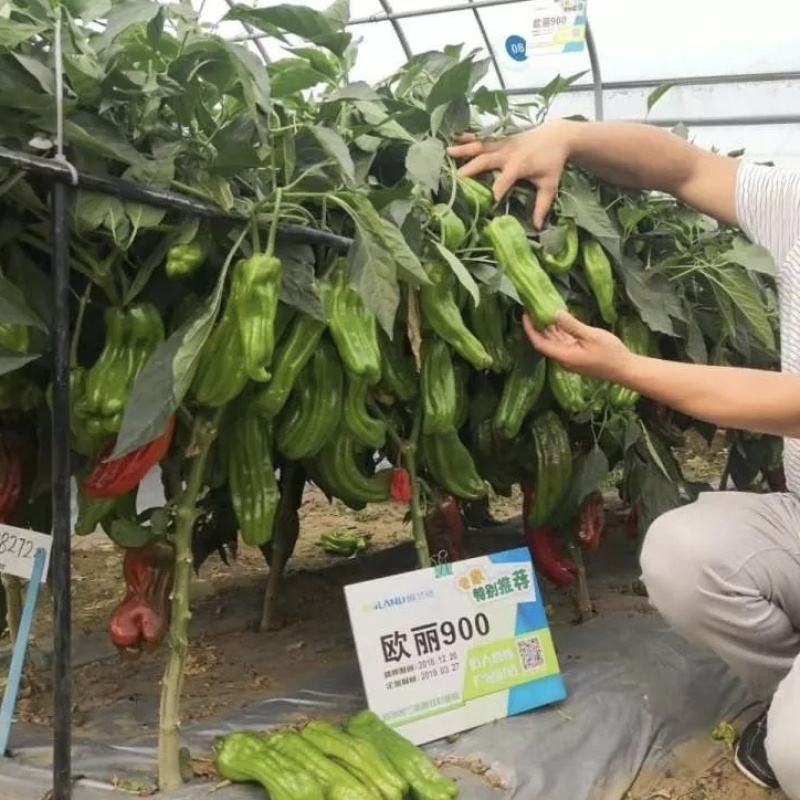 欧丽900辣椒种子大果薄皮泡椒种子早熟青椒高产麻辣脆嫩