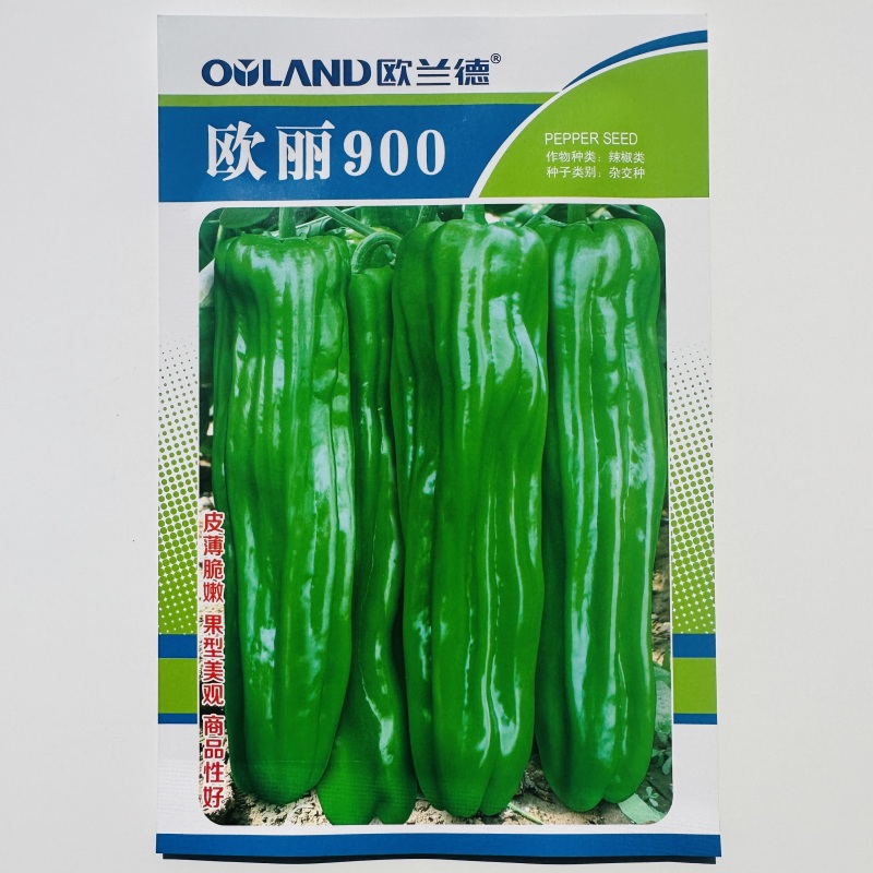 欧丽900辣椒种子大果薄皮泡椒种子早熟青椒高产麻辣脆嫩