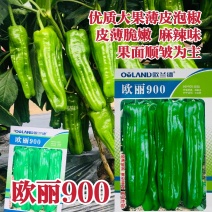欧丽900辣椒种子大果薄皮泡椒种子早熟青椒高产麻辣脆嫩