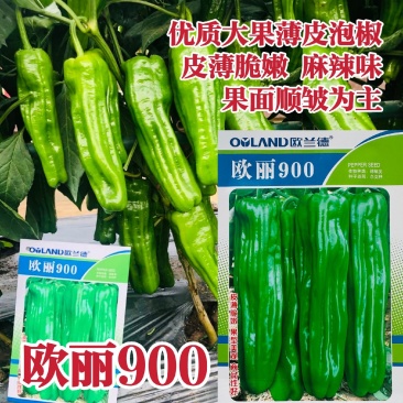欧丽900辣椒种子大果薄皮泡椒种子早熟青椒高产麻辣脆嫩