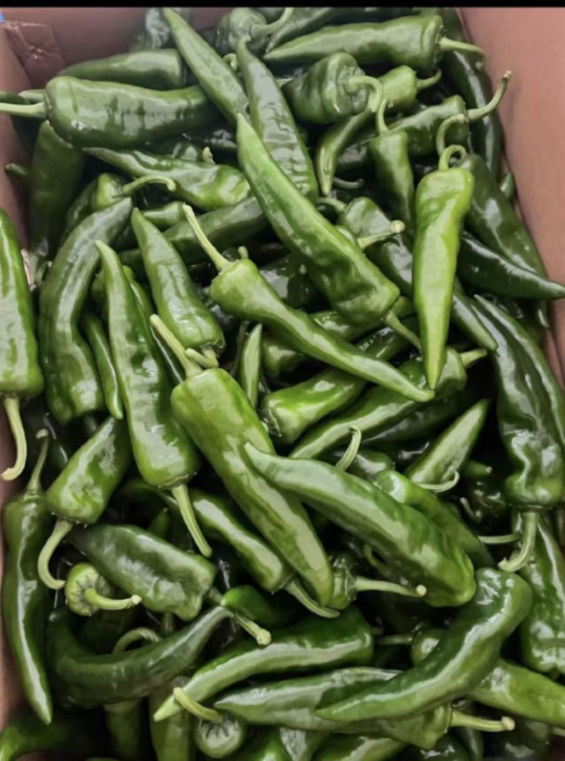 广东鲜辣椒#辣妹子，基地直发，货源充足，欢迎采购