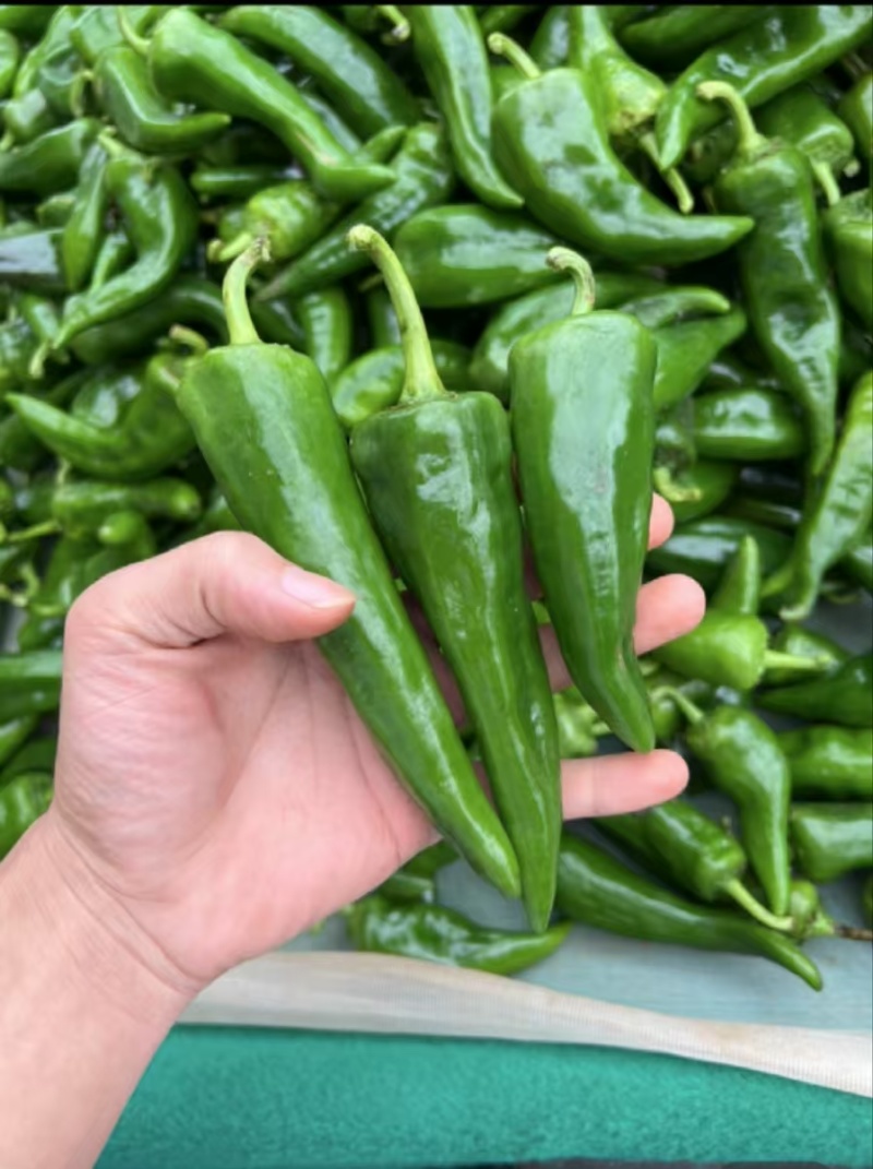 广东鲜辣椒#辣妹子，基地直发，货源充足，欢迎采购