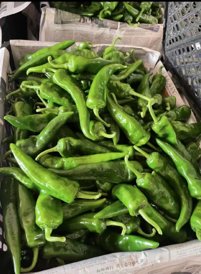 广东鲜辣椒#辣妹子，基地直发，货源充足，欢迎采购