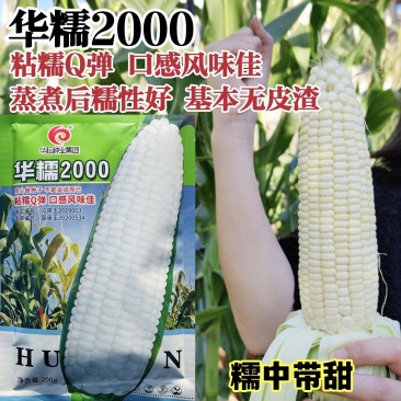 国审华糯2000玉米种子春秋播白糯玉米种子鲜食糯玉米种籽
