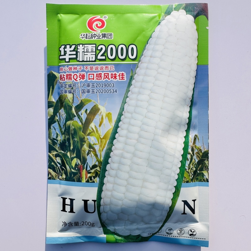 国审华糯2000玉米种子春秋播白糯玉米种子鲜食糯玉米种籽