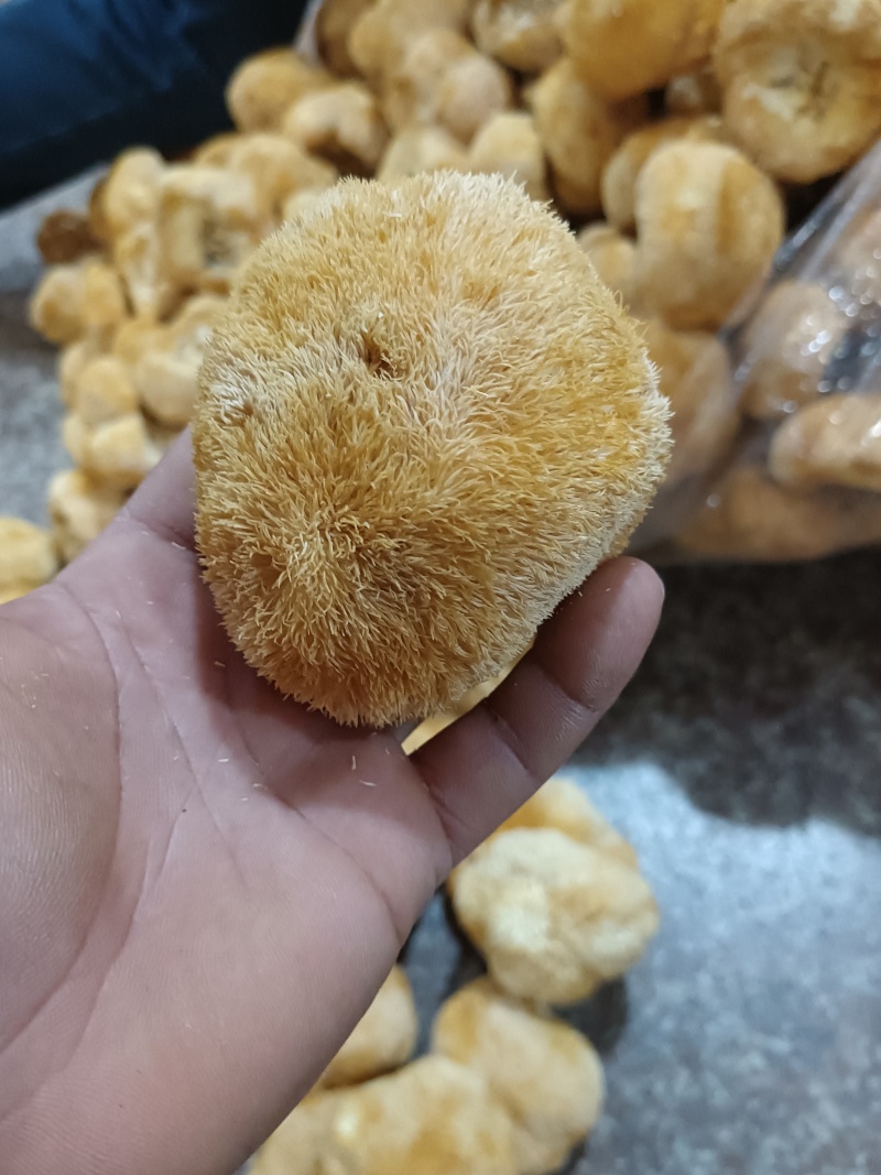 特价新货猴头菇，视频看货福建古田食用菌之都食用菌批发市场