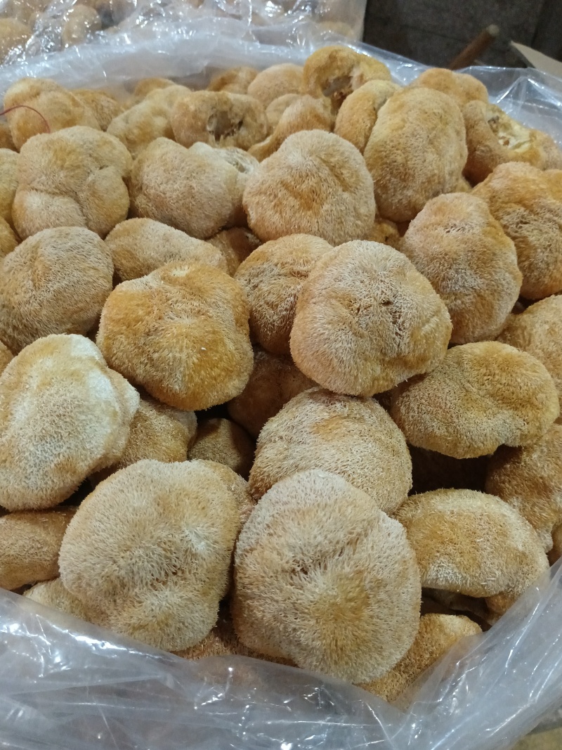 特价新货猴头菇，视频看货福建古田食用菌之都食用菌批发市场