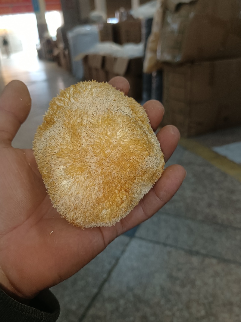特价新货猴头菇，视频看货福建古田食用菌之都食用菌批发市场