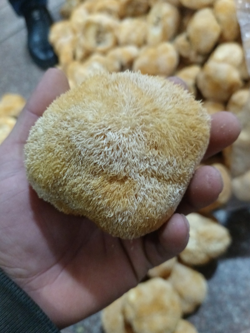 特价新货猴头菇，视频看货福建古田食用菌之都食用菌批发市场