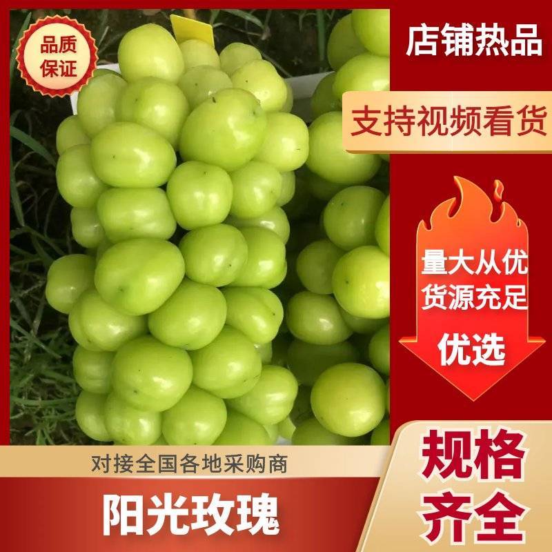 莱西习甜习甜的阳光玫瑰大量现货价格美丽一手货源