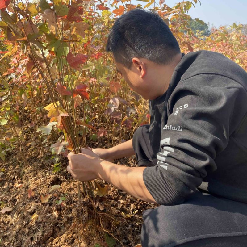枫香小苗，枫香造林苗，价格优，自产自销