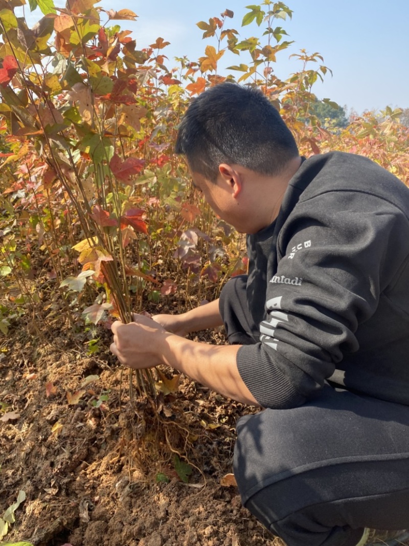 枫香小苗，枫香造林苗，价格优，自产自销