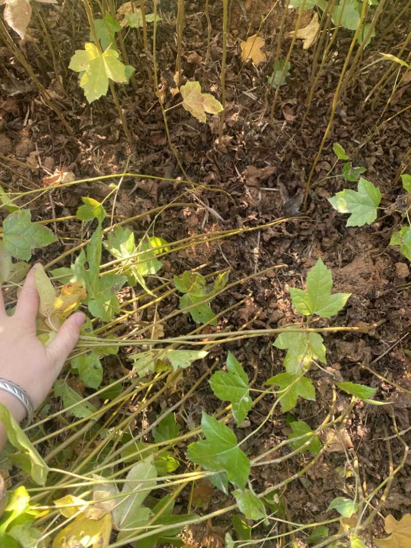 枫香小苗，枫香造林苗，价格优，自产自销