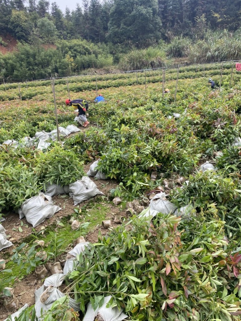 一年木荷容器苗，基地直供，苗子好，价格优，成活率高