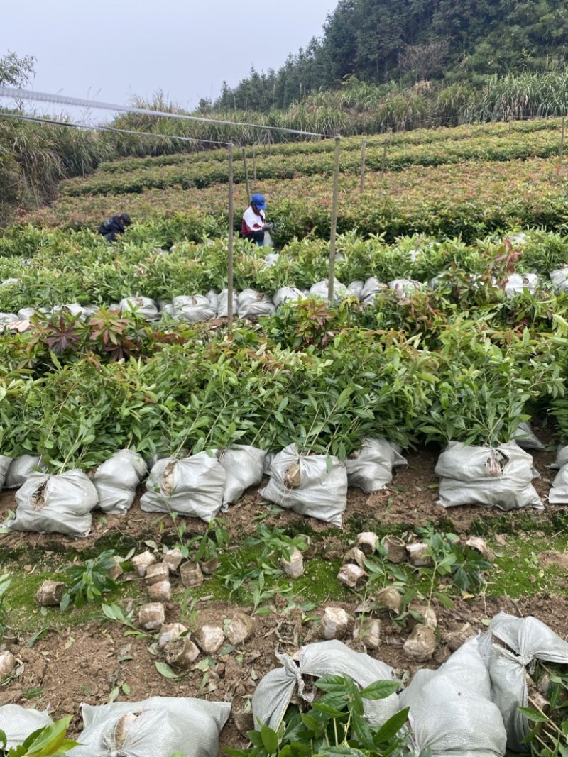 一年木荷容器苗，基地直供，苗子好，价格优，成活率高
