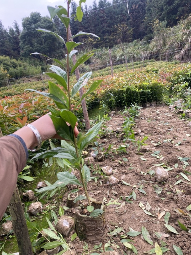 一年木荷容器苗，基地直供，苗子好，价格优，成活率高