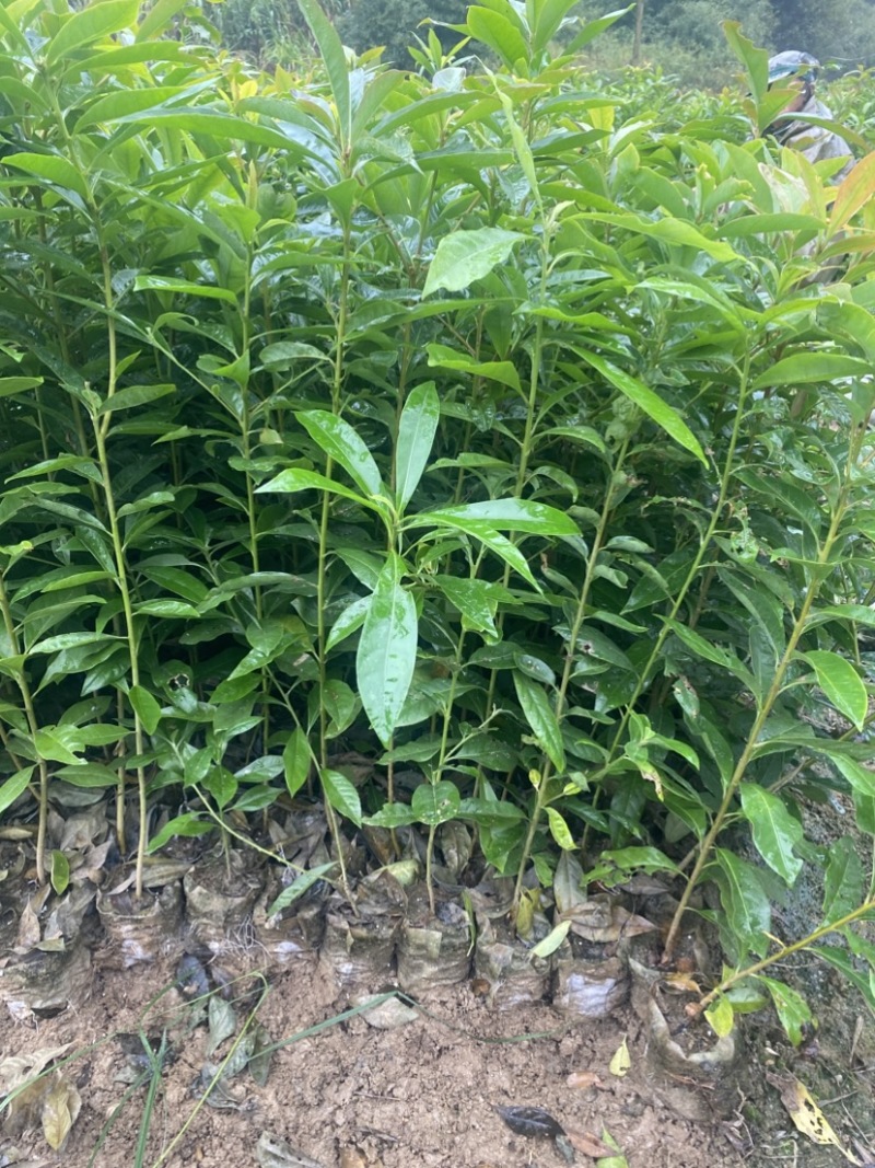 一年木荷容器苗，基地直供，苗子好，价格优，成活率高