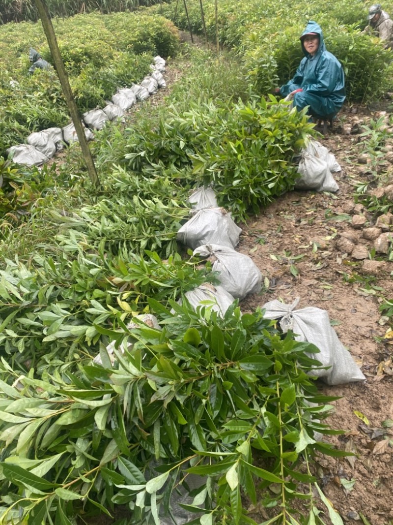 一年木荷容器苗，基地直供，苗子好，价格优，成活率高