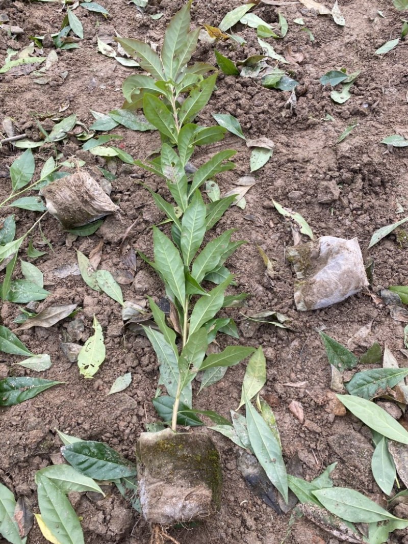 一年木荷容器苗，基地直供，苗子好，价格优，成活率高