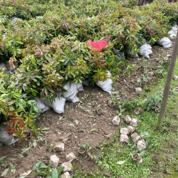一年木荷容器苗，基地直供，苗子好，价格优，成活率高