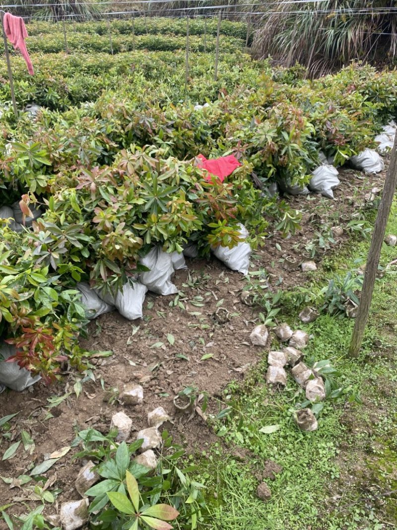 一年木荷容器苗，基地直供，苗子好，价格优，成活率高