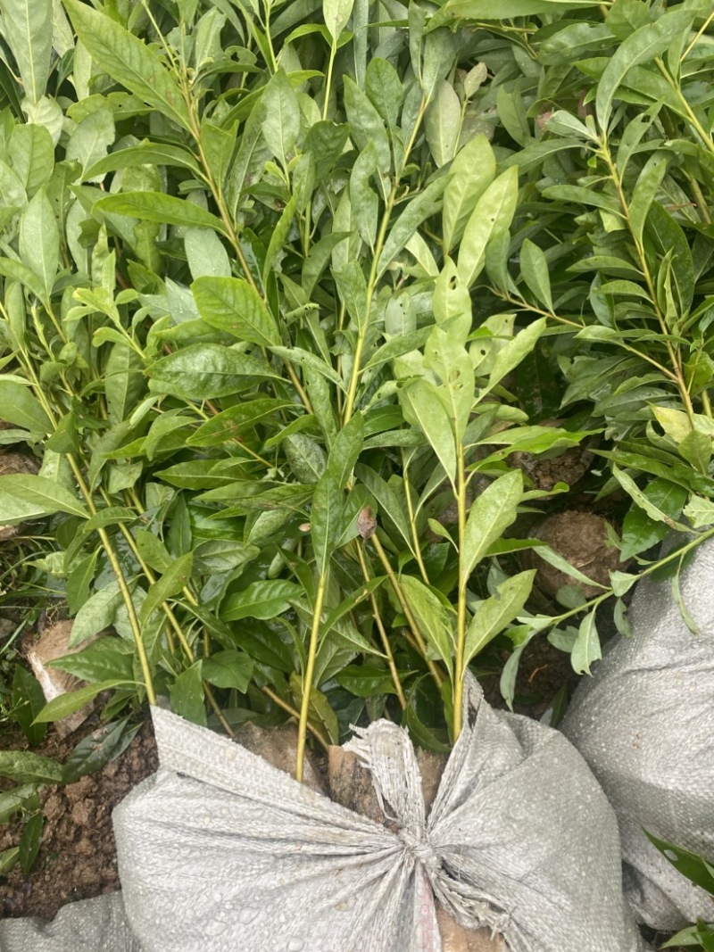 一年木荷容器苗，基地直供，苗子好，价格优，成活率高