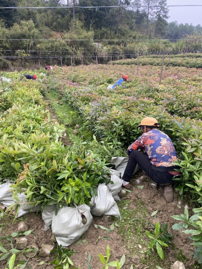 一年木荷容器苗，基地直供，苗子好，价格优，成活率高