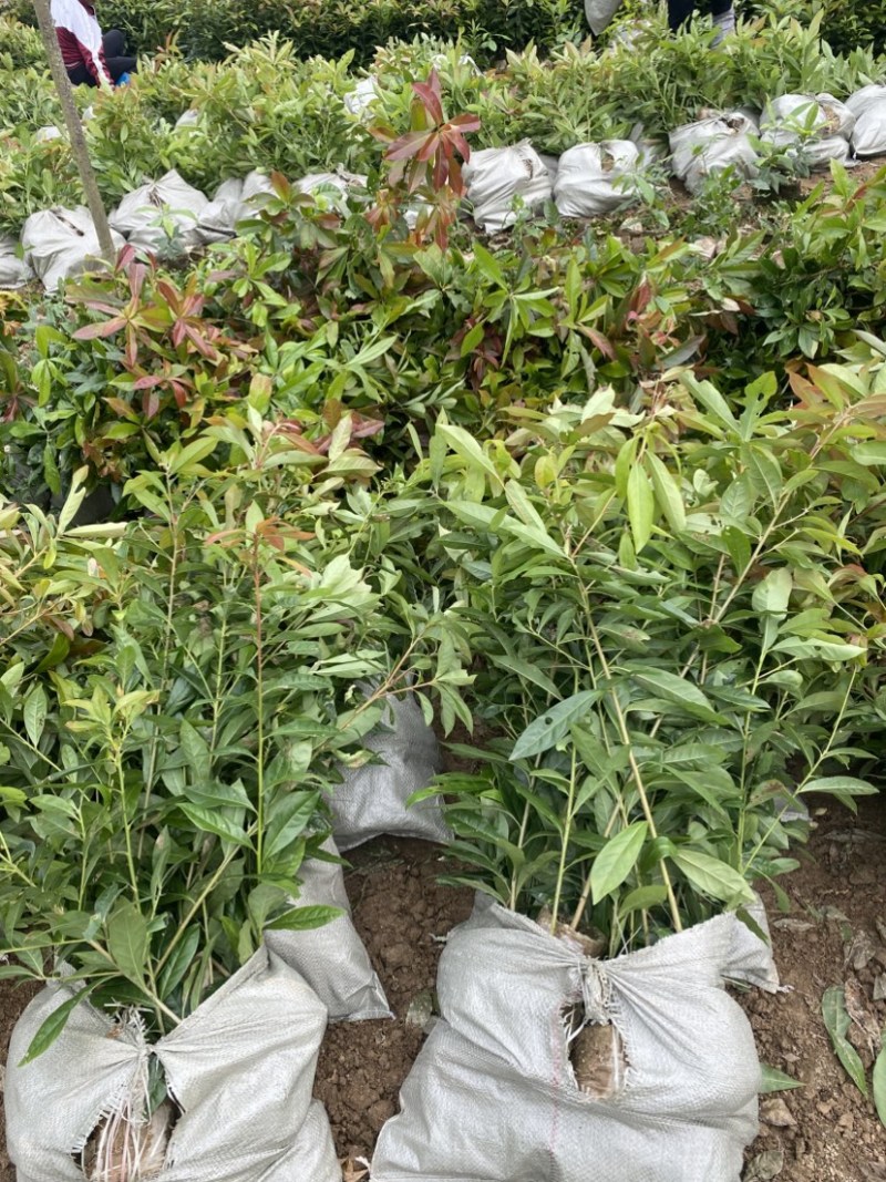 一年木荷容器苗，基地直供，苗子好，价格优，成活率高