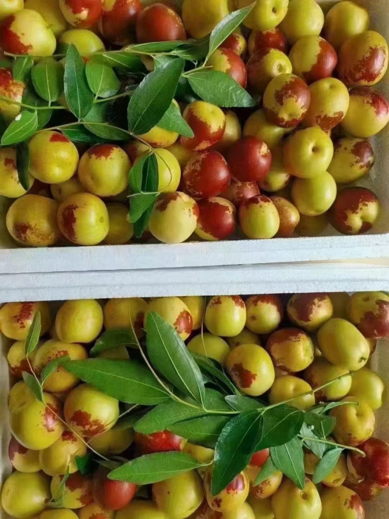 【推荐】冬枣沾化冬枣产区直发对接全国电商商超