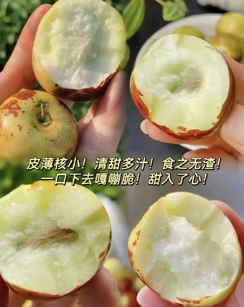 【推荐】冬枣沾化冬枣产区直发对接全国电商商超