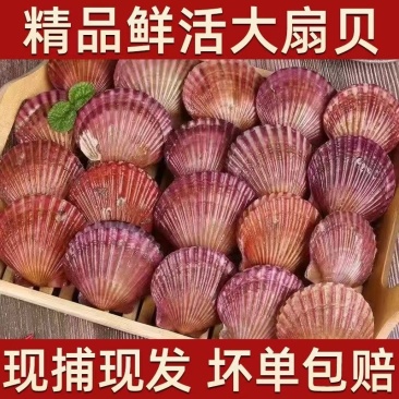 红贝，红扇贝，栉孔贝，原厂地直发，供应酒店和各大市场