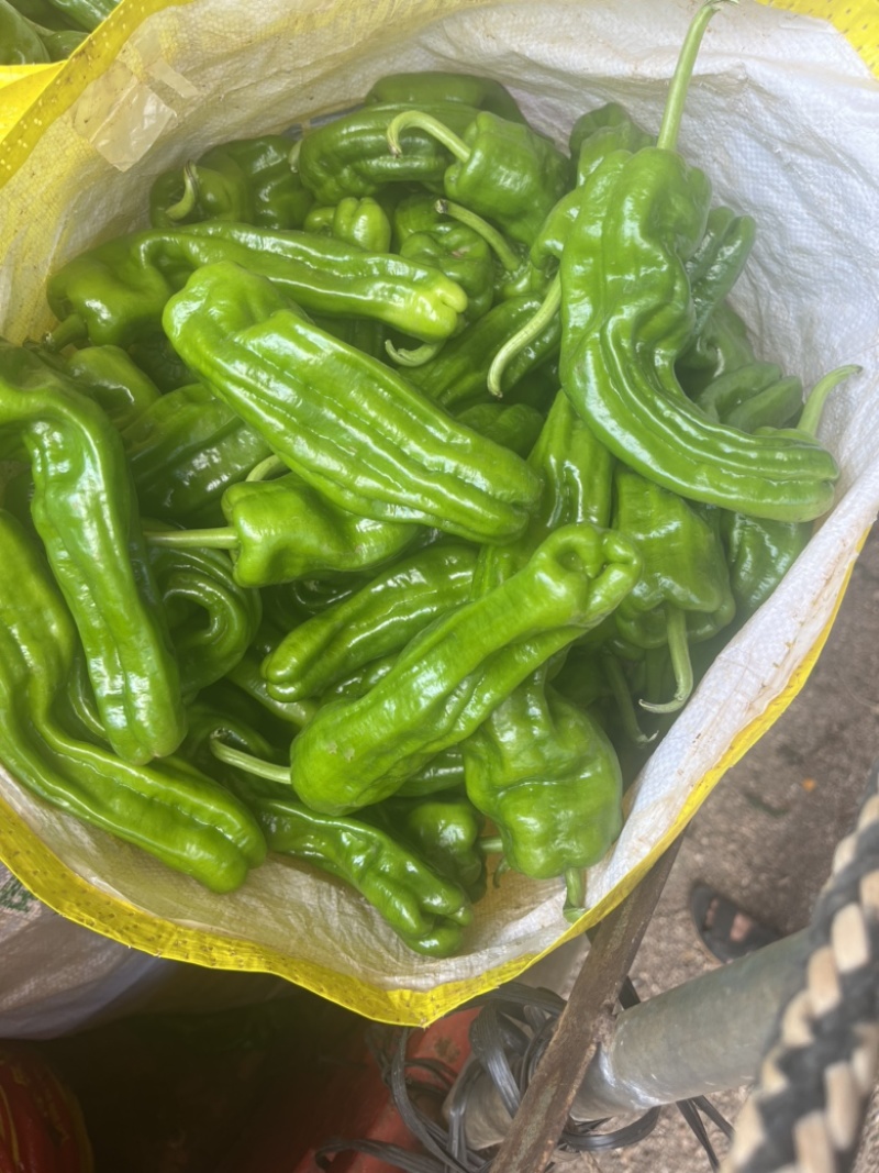【精品薄皮椒】品质保证，一手货源，当天采摘当天发货。