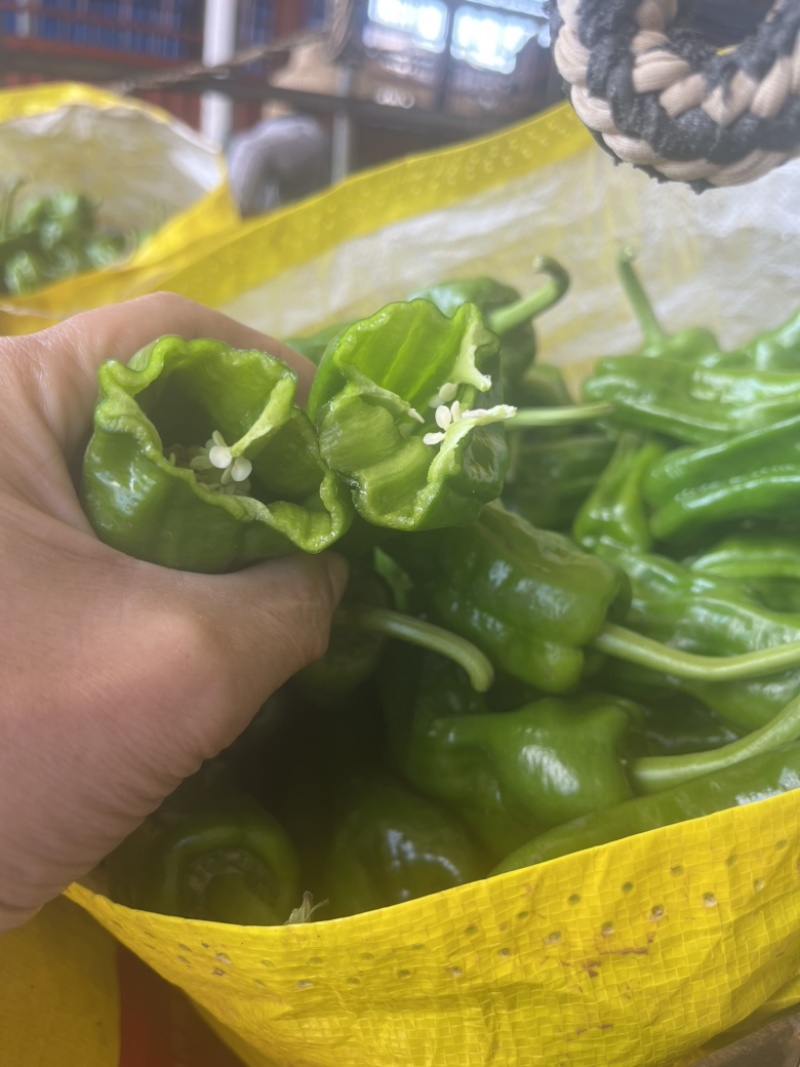 【精品薄皮椒】品质保证，一手货源，当天采摘当天发货。