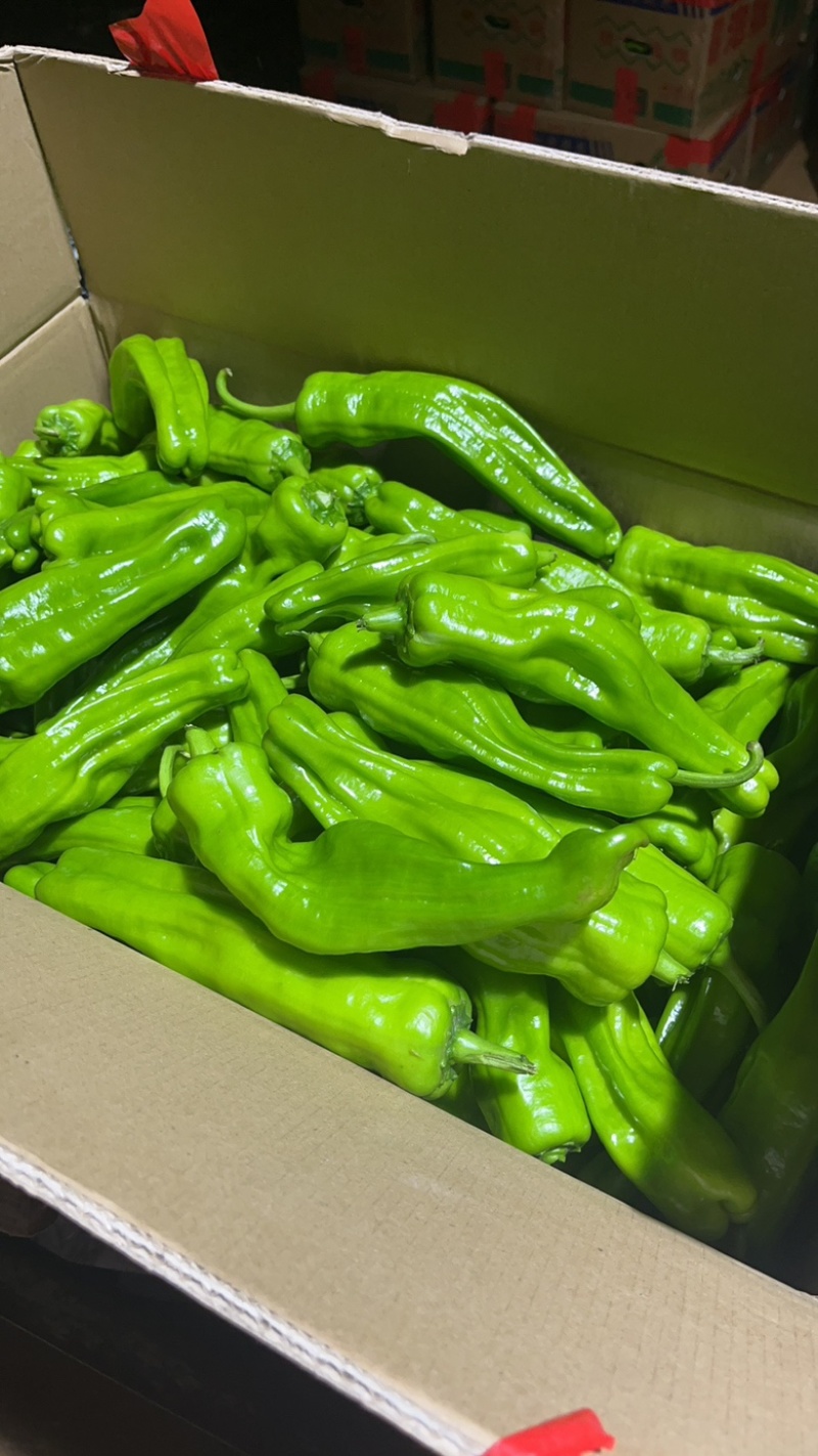 【精品薄皮椒】品质保证，一手货源，当天采摘当天发货。