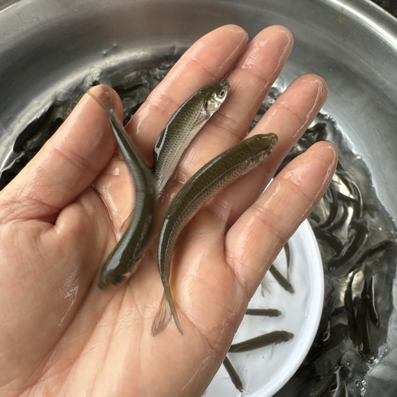 赤眼鳟鱼苗红眼鳟鱼苗蓝赤眼鱼场直发技术指导养殖一手货源