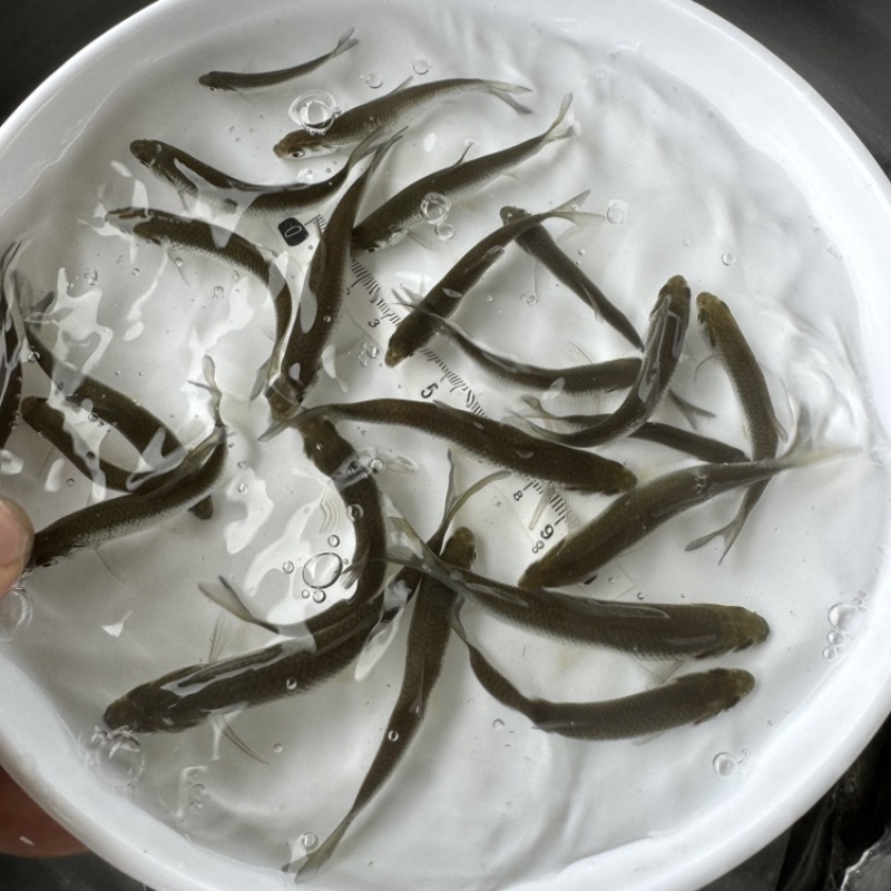 赤眼鳟鱼苗红眼鳟鱼苗蓝赤眼鱼场直发技术指导养殖一手货源