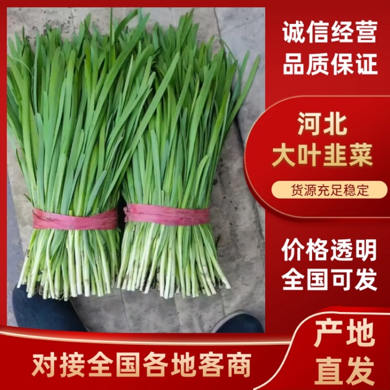 河北唐山乐亭韭菜大量货源，质量好，价格便宜需要的联系我